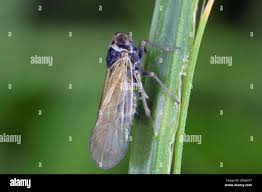 Attēlu rezultāti vaicājumam “Javesella pellucida female”