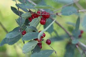 Attēlu rezultāti vaicājumam “Lonicera xylosteum fruit”