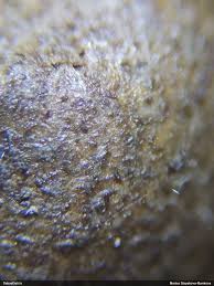 Attēlu rezultāti vaicājumam “Lycogala sphaeroconicum macro”