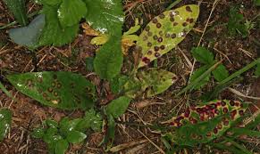 Attēlu rezultāti vaicājumam “Cystiphora sanguinea”