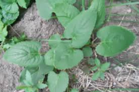 Attēlu rezultāti vaicājumam “Campanula rapunculoides leaf”