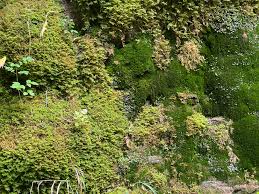 Attēlu rezultāti vaicājumam “Palustriella commutata sporophyte”