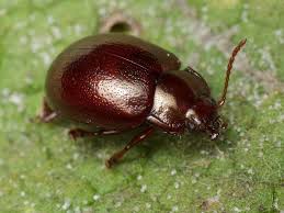 Attēlu rezultāti vaicājumam “Chrysolina staphylaea”