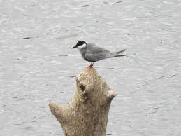 Attēlu rezultāti vaicājumam “Chlidonias hybrida adult”
