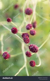 Attēlu rezultāti vaicājumam “Sanguisorba officinalis bud”