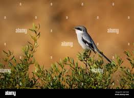 Attēlu rezultāti vaicājumam “Laniidae”