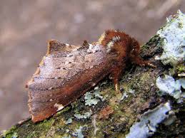 Attēlu rezultāti vaicājumam “Odontosia carmelita”