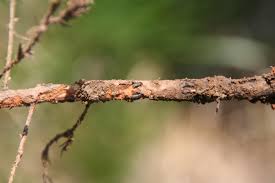 Attēlu rezultāti vaicājumam “Hylastes sp.”