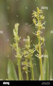 Attēlu rezultāti vaicājumam “Liparis loeselii bud”