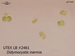 Attēlu rezultāti vaicājumam “Didymium aggregatum macro”