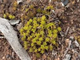 Attēlu rezultāti vaicājumam “Barbula unguiculata macro”