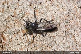 Attēlu rezultāti vaicājumam “Choerades sp.”