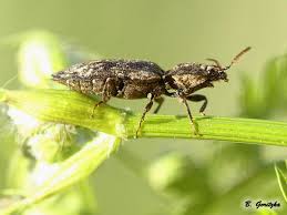 Attēlu rezultāti vaicājumam “Agrypnus murinus”