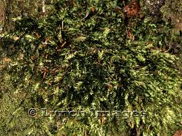 Attēlu rezultāti vaicājumam “Pseudotaxiphyllum elegans”