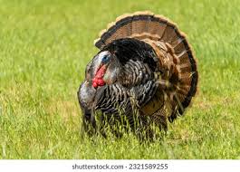 Attēlu rezultāti vaicājumam “Meleagris male”