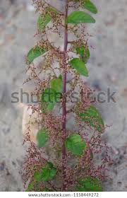 Attēlu rezultāti vaicājumam “Chenopodium polyspermum”
