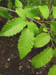 Attēlu rezultāti vaicājumam “Carpinus caroliniana”