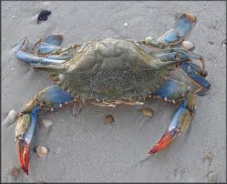 Image result for Callinectes sapidus