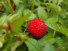 Attēlu rezultāti vaicājumam “Rubus illecebrosus fruit”