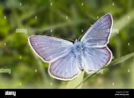 Attēlu rezultāti vaicājumam “Cupido minimus”