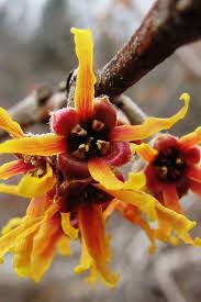 Attēlu rezultāti vaicājumam “Hamamelis vernalis flower”