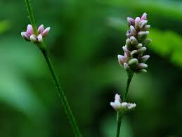 Attēlu rezultāti vaicājumam “Sphacelotheca hydropiperis”