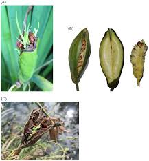 Attēlu rezultāti vaicājumam “Iris pseudacorus leaf”
