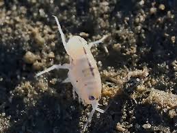 Attēlu rezultāti vaicājumam “Talitrus saltator”