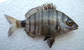 Image result for Diplodus puntazzo