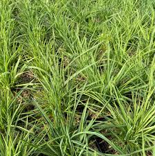 Image result for Dianthus carthusianorum