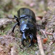 Attēlu rezultāti vaicājumam “Ceruchus chrysomelinus imago”