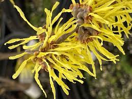 Attēlu rezultāti vaicājumam “Hamamelis”