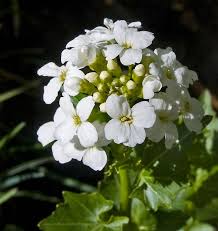 Attēlu rezultāti vaicājumam “Cardamine amara leaf”