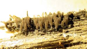 Attēlu rezultāti vaicājumam “Stemonitopsis typhina var. similis spores”