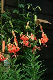 Attēlu rezultāti vaicājumam “Lilium lancifolium”