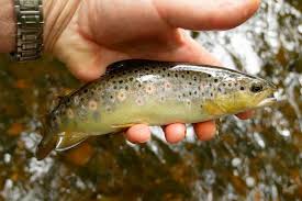 Image result for Segdoune Flyfishers` Angling Club