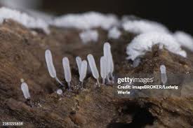 Attēlu rezultāti vaicājumam “Stemonitopsis typhina”