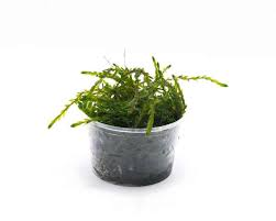 Attēlu rezultāti vaicājumam “Fontinalis antipyretica subsp. gracilis”