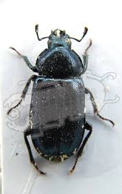 Attēlu rezultāti vaicājumam “Platycerus caraboides”