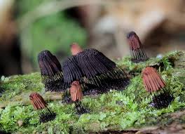 Attēlu rezultāti vaicājumam “Stemonitis axifera var. smithii spores”