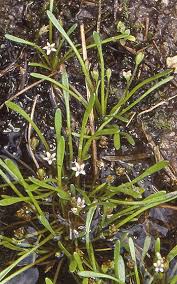Attēlu rezultāti vaicājumam “Limosella aquatica flower”