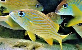 Image result for Haemulon flavolineatum