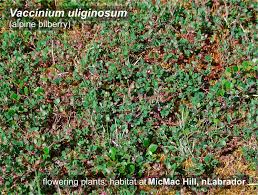 Attēlu rezultāti vaicājumam “Vaccinium uliginosum”