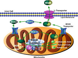 Image result for BCKA