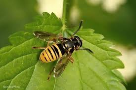 Attēlu rezultāti vaicājumam “Temnostoma vespiforme”