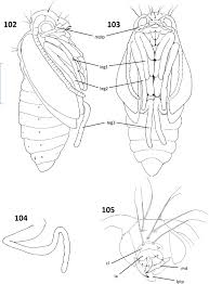 Attēlu rezultāti vaicājumam “Micropterigidae”
