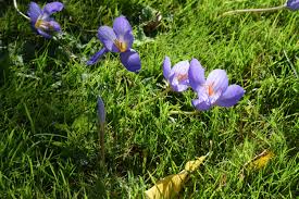 Attēlu rezultāti vaicājumam “Crocus speciosus”