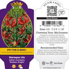 Image result for Lilium martagon `Arabian Night`