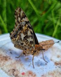 Attēlu rezultāti vaicājumam “Vanessa cardui underside”