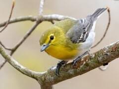 Image result for Vireo flavifrons